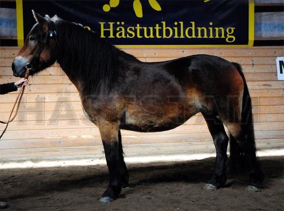 Profilbild