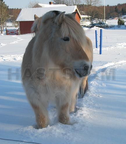 Profilbild