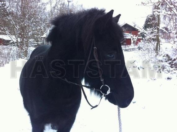 Profilbild