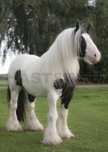 Profilbild