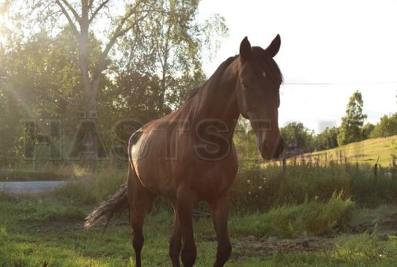Profilbild