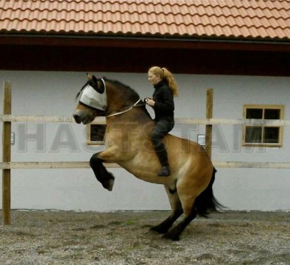 Profilbild