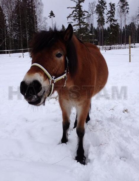 Profilbild