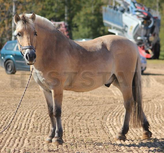 Profilbild