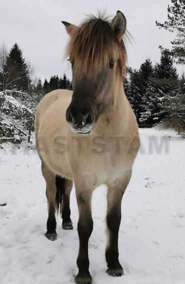 Profilbild