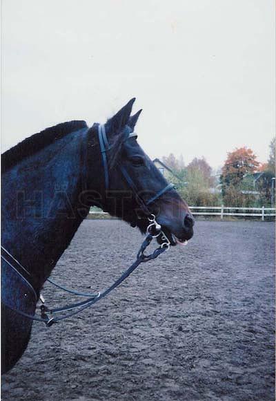 Profilbild