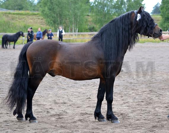Profilbild