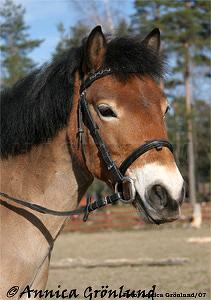 Profilbild