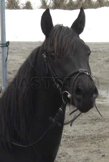 Profilbild