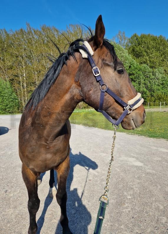 Profilbild