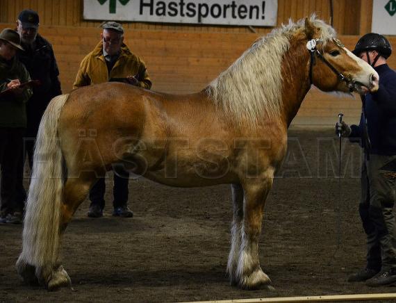 Profilbild
