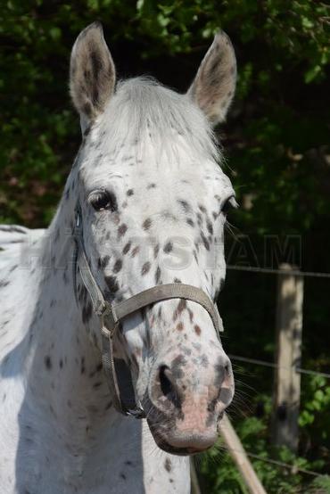 Profilbild