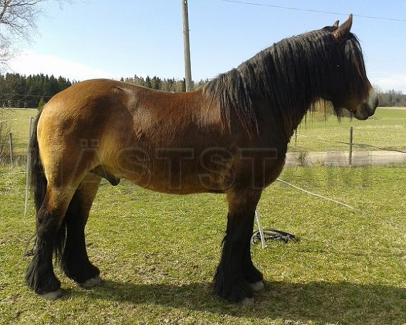 Profilbild