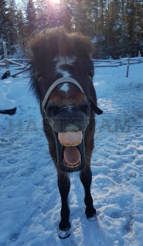 Profilbild