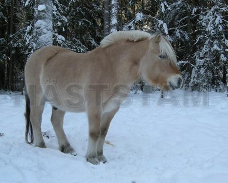 Profilbild