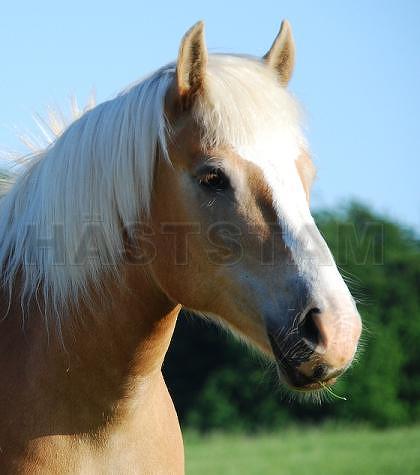 Profilbild