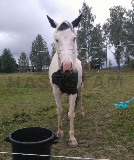 Profilbild