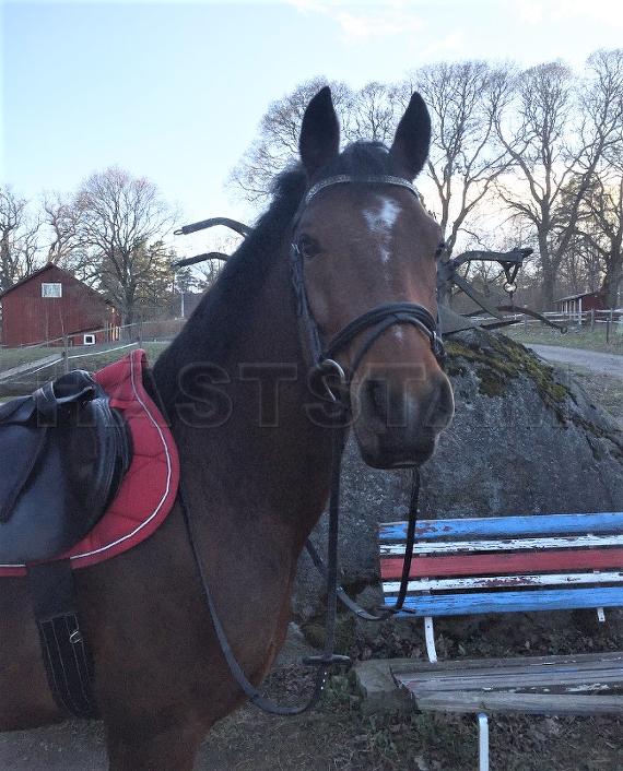 Profilbild