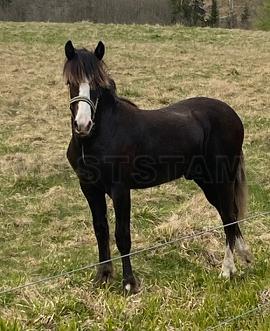 Profilbild