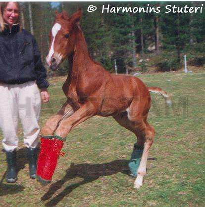 Profilbild