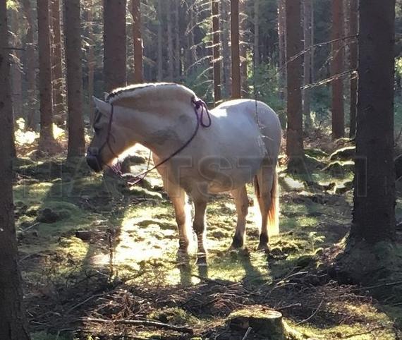 Profilbild
