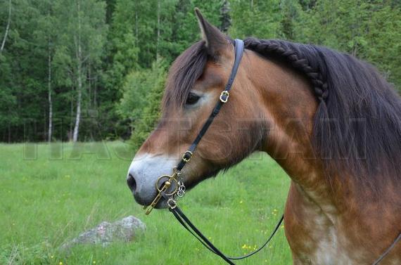 Profilbild