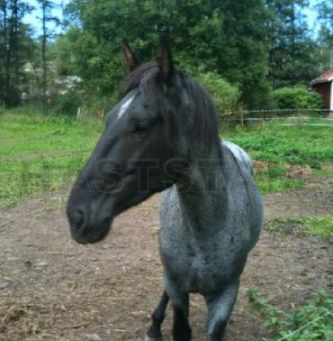 Profilbild