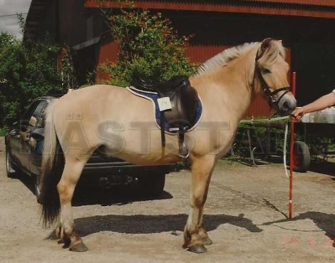 Profilbild