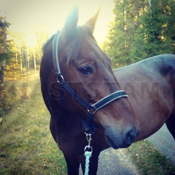 Profilbild