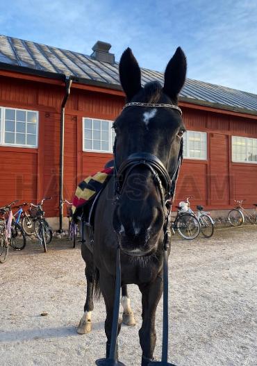 Profilbild