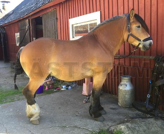 Profilbild
