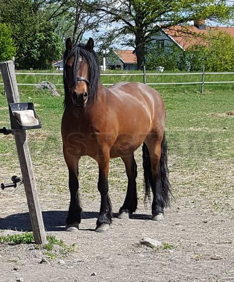 Profilbild
