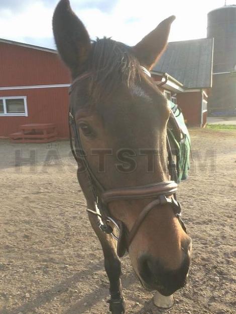 Profilbild