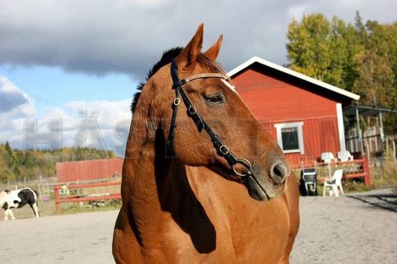Profilbild