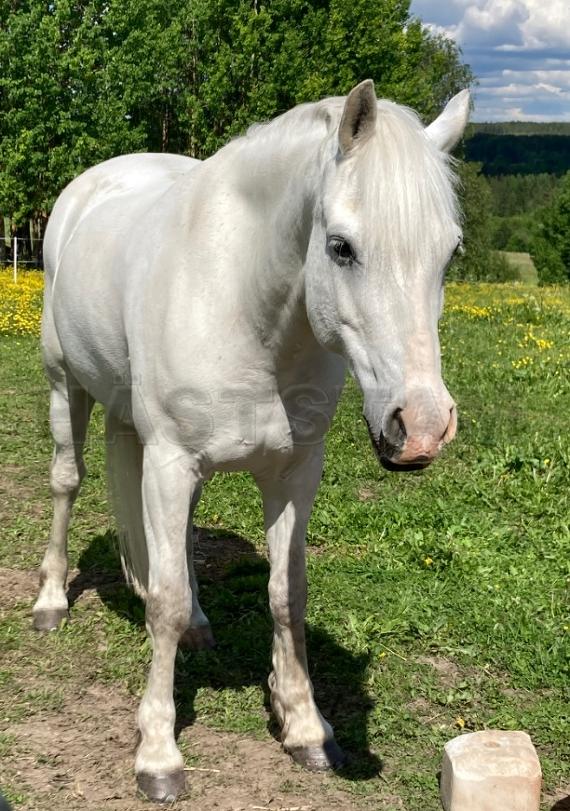 Profilbild