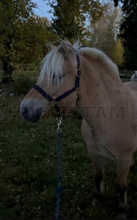 Profilbild