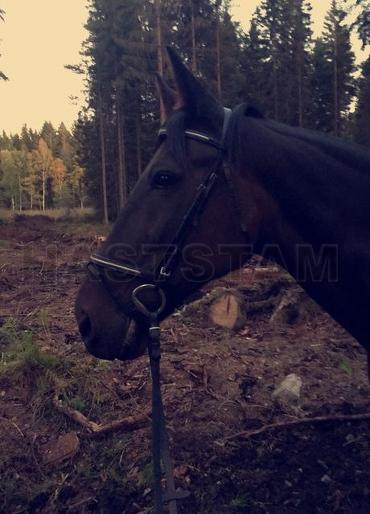 Profilbild