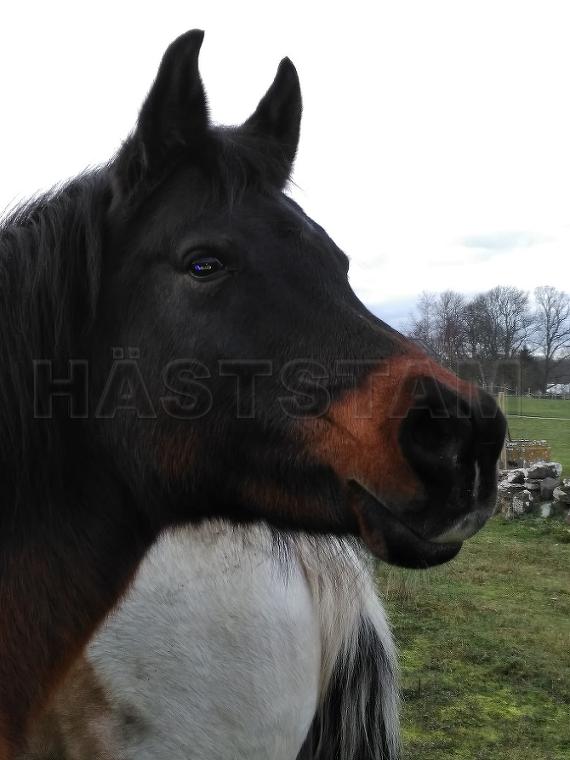 Profilbild