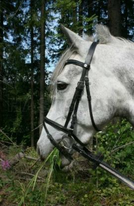 Profilbild