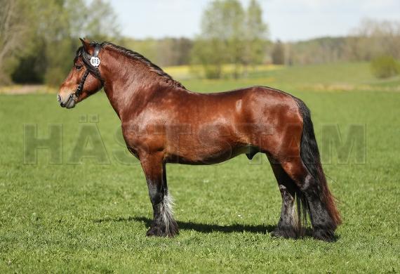 Profilbild