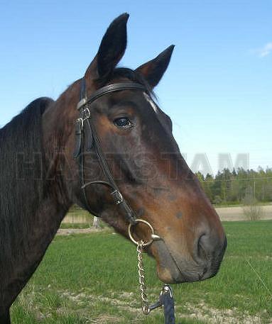 Profilbild