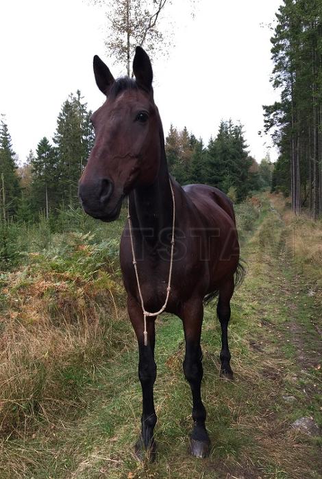 Profilbild