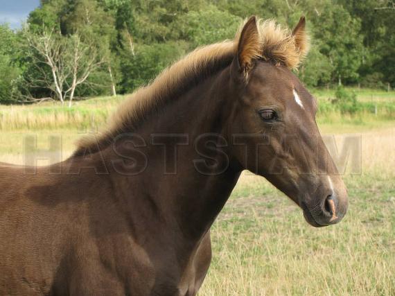 Profilbild