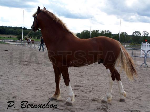 Profilbild
