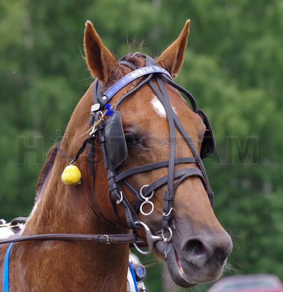 Profilbild
