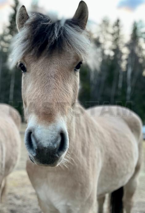 Profilbild