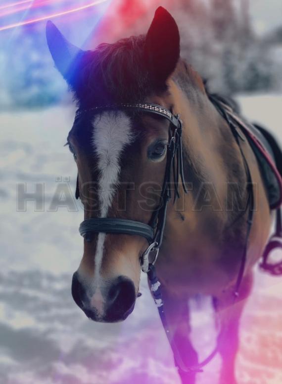 Profilbild