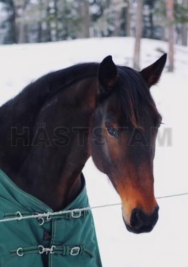 Profilbild