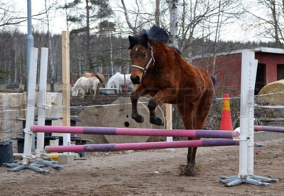 Profilbild