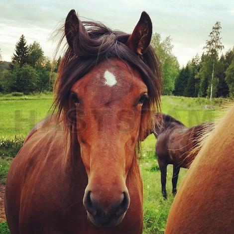 Profilbild